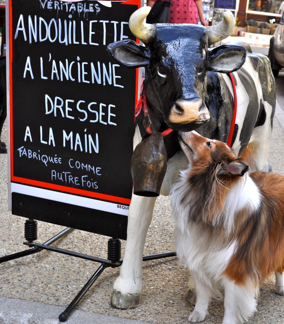 In this May 2011 photo provided by Sheron Long, Chula, a 30-pound Shetland sheepdog and veteran traveler, noses a fake cow outside a butcher shop in the hilltop village of Sault, France. Travel for humans during holidays is tough enough: Long lines, crowds everywhere, extra bags full of presents. Throw a pet in the mix, and it's a recipe for disaster. Long is the author of "Dog Trots Globe - To Paris and Provence." (AP Photo/Sheron Long, Sheron Long)