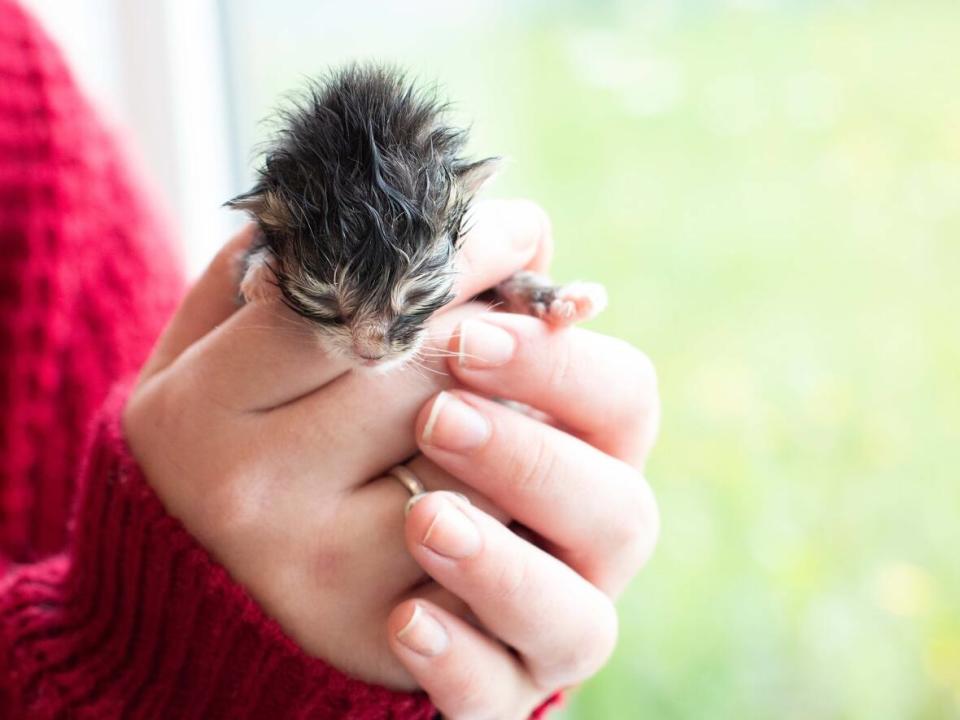 A lot of the incoming animals are newborn kittens. (Submitted by Ashley Travis - image credit)