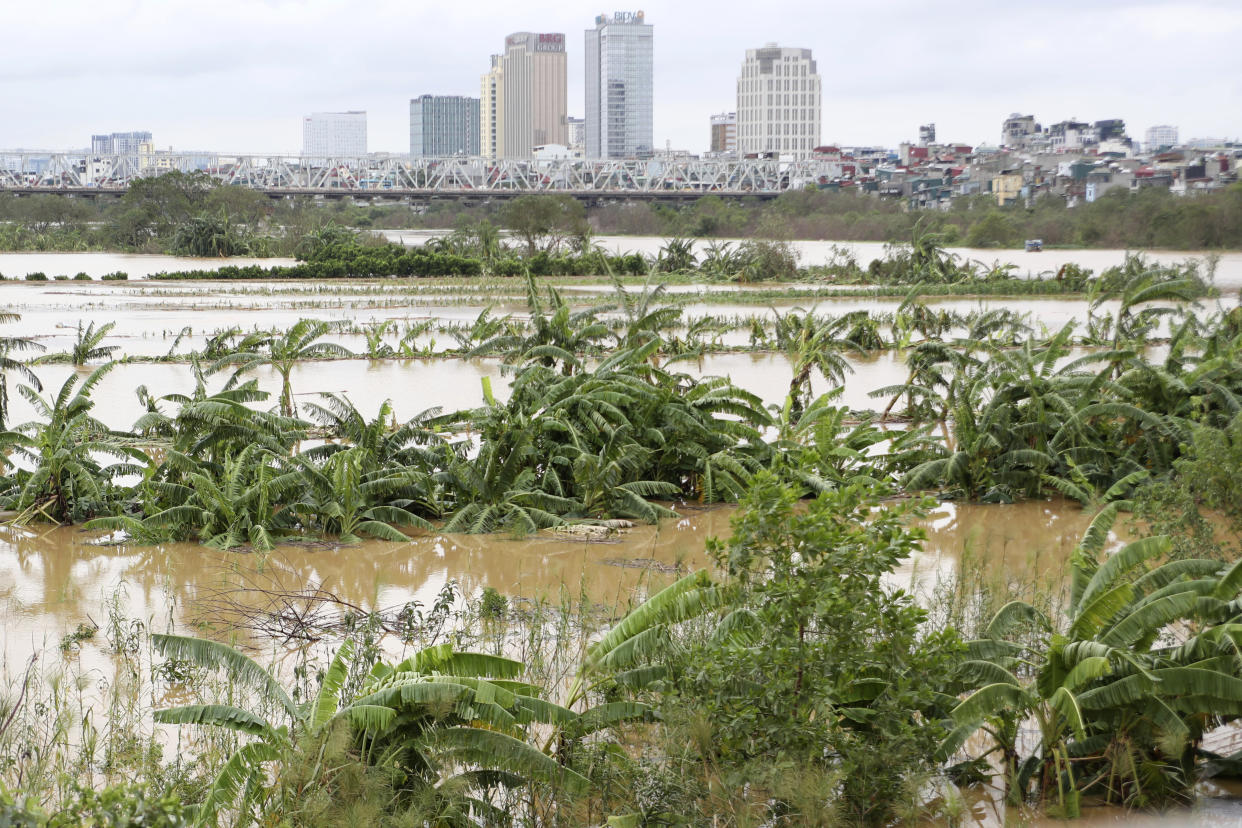 A banana garden is submerged in flood, following Typhoon Yagi in Hanoi, Vietnam on Tuesday, Sept. 10, 2024. (AP Photo/Huy Han)