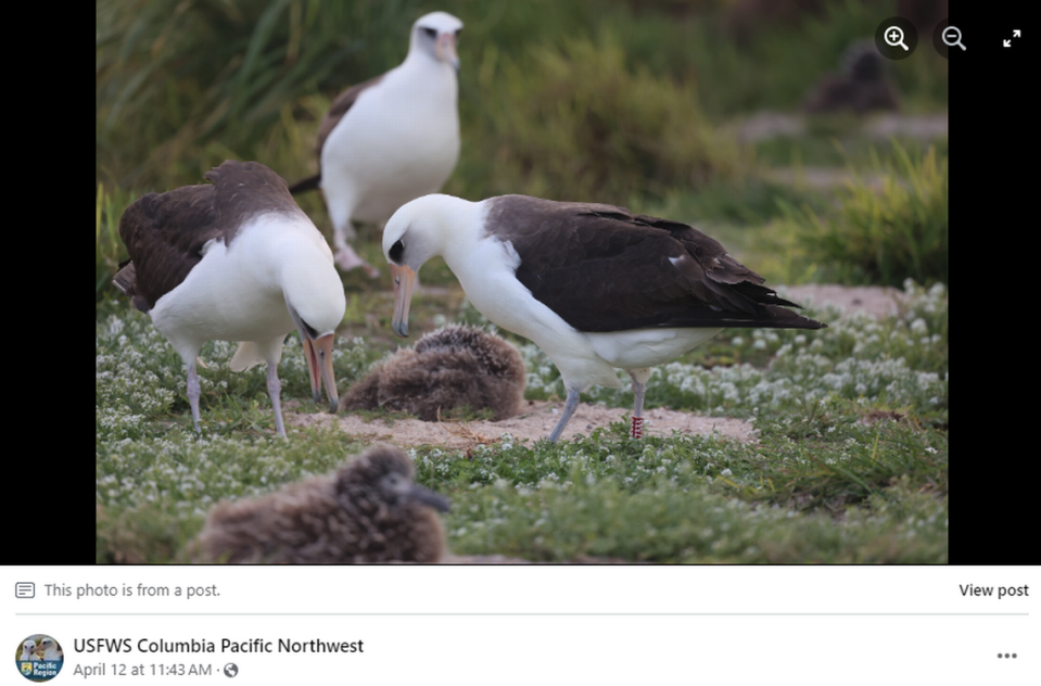 Wisdom (right) was banded in 1956 after laying her first egg, wildlife officials said.