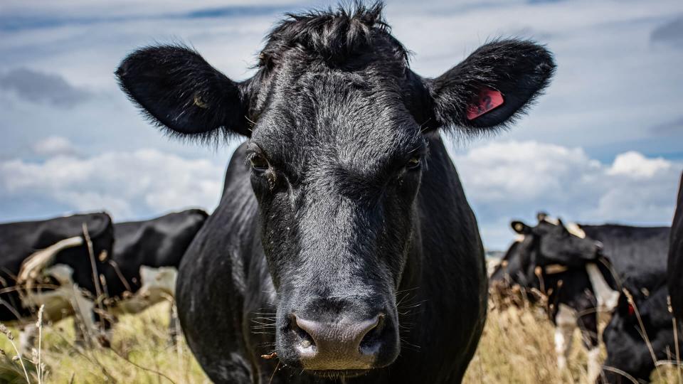 New Zealand Dairy Cow eating grass in a paddock.