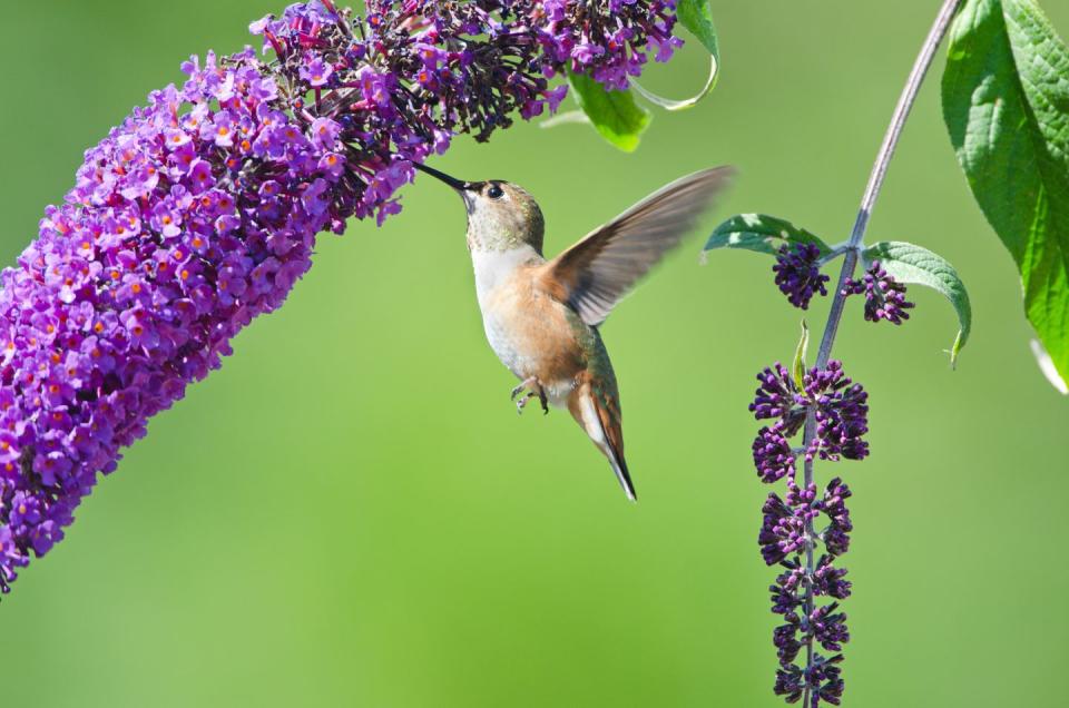 flowers that attract hummingbirds like a butterfly bush