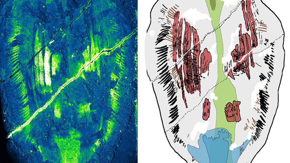 Scientists used a technique called an electron microprobe to map the carbon in a Timorebestia fossil (left), which revealed anatomical features like fin rays and muscle systems that can be seen in a diagram on the right. - Dr. Jakob Vinther