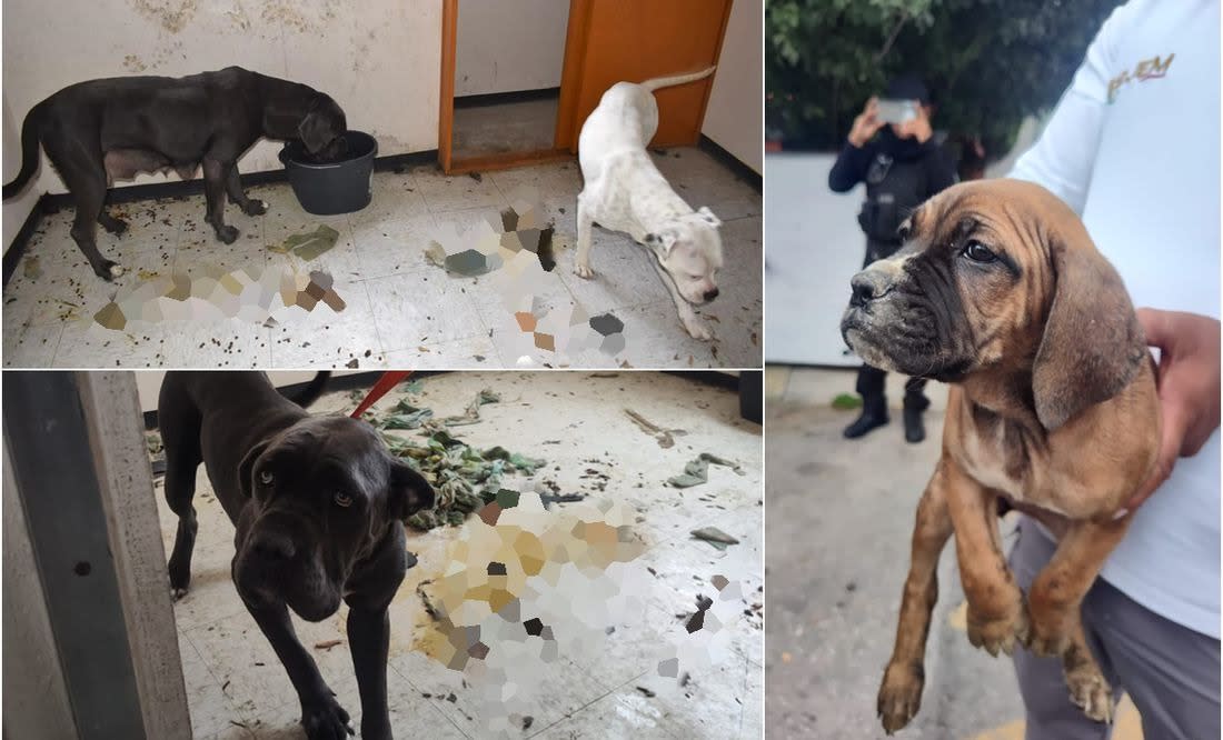 Entre excremento y trapos sucios rescatan a mascotas de agresores de maestra de kínder en Cuautitlán