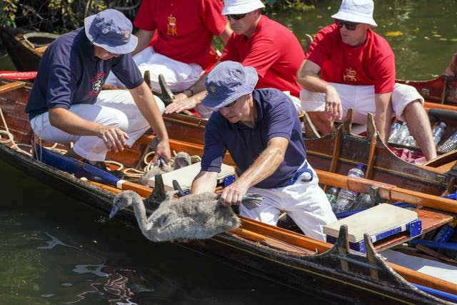 Swan Upping