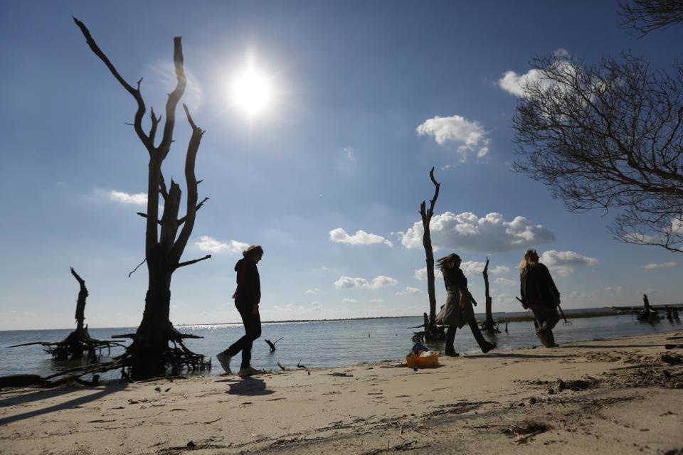 Women walk in a coastal ghost forest on Assateague Island in Virginia