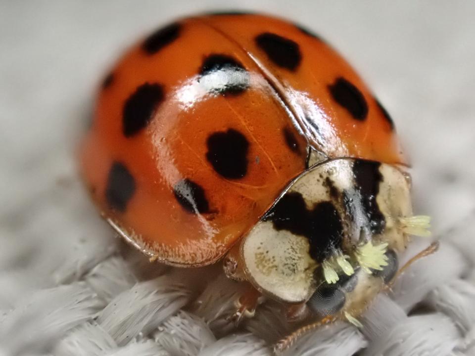 Looking like bits of yellow-green pollen stuck to the abdomens of Asian ladybird beetles, green beetle hanger is actually an ectoparasitic fungus spread by contact between these beetles.
