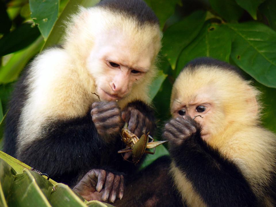 Monos capuchinos de cara blanca en Costa Rica| Imagen Carlos Luna Flickr CC