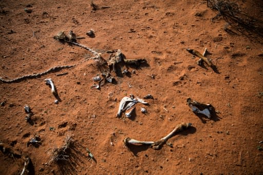 The bones of an animal lie on the ground of the Thuru Lodge game farm near Groblershoop, South Africa