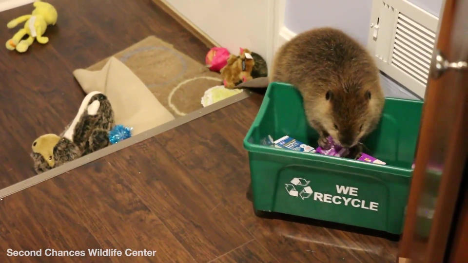 Meet Justin Beaver - the 'educational rodent' who visits schools and regularly steals his keeper's belongings -- to build a dam. JB is a licensed educational animal who was rescued three years ago and came into the care of 'Second Chances Wildlife Center'. But new 'mum' Brigette Brouillard revealed having a baby beaver was not easy as JB's instincts made him steal everyday items from her house and arrange them in the style of a dam. He is also partial to gnawing at anything wooden and doesn't know the difference between a lump of wood and an antique dresser.