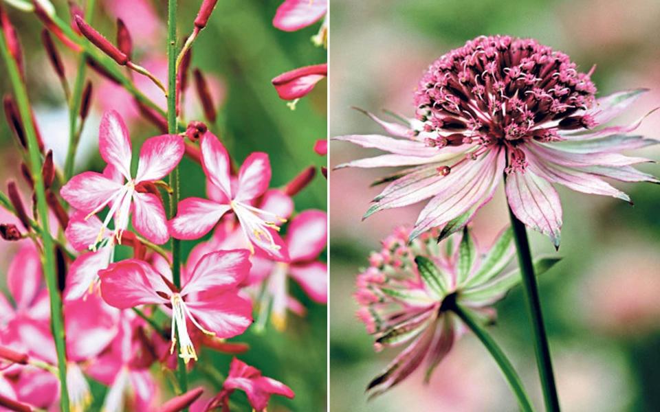 best colour scheme garden peaceful oasis white plants flowers uk 2021 expert tips - GAP Photos / Jonathan Buckley
