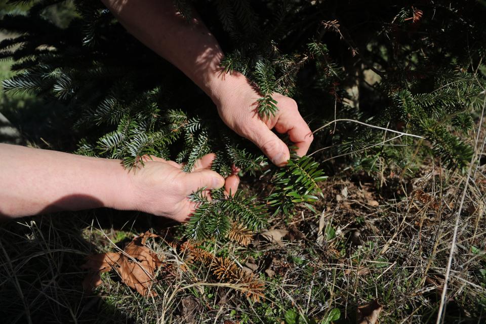 Mark Czarnota shows the different needles growing on a tree that he grafted a Fraser fir to the roots of a Momi fir.