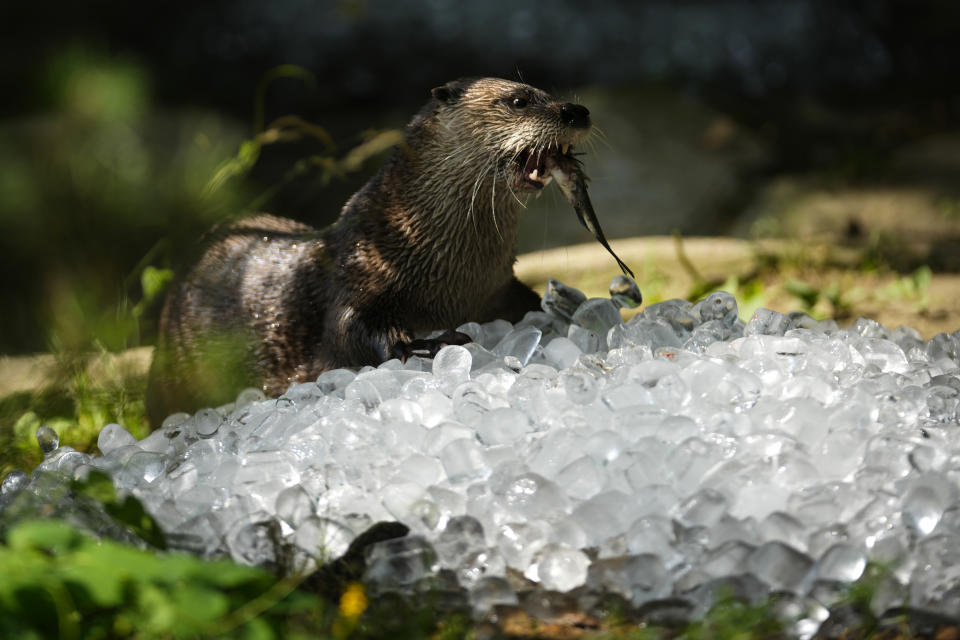 An otter eats fish on a pile of ice that was brought to its enclosure on a hot and sunny day at the Prague zoo, Czech Republic, Wednesday, July 10, 2024. (AP Photo/Petr David Josek)