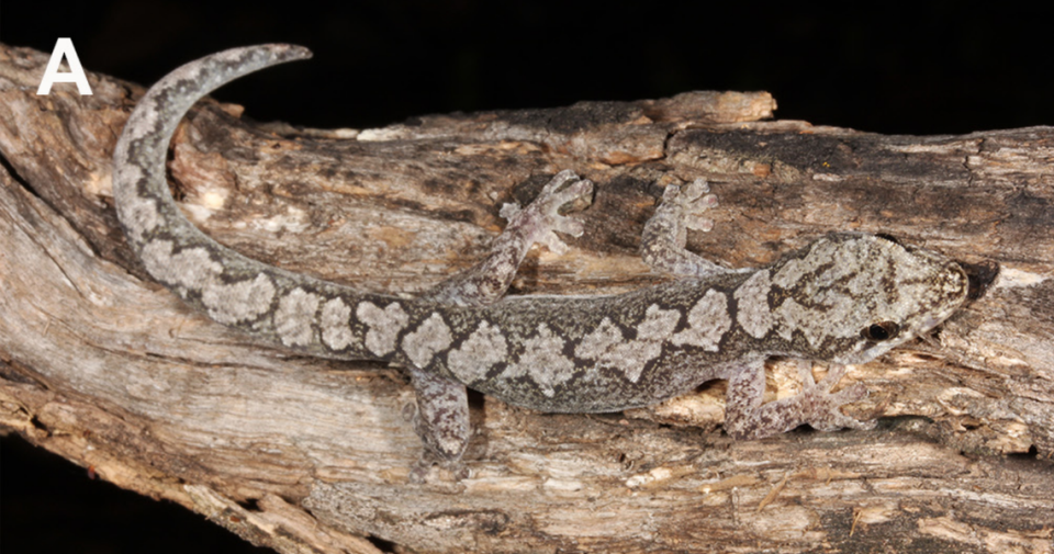 Una amalosia hinesi, o lagartija nandewar zigzag encaramada en un leño.