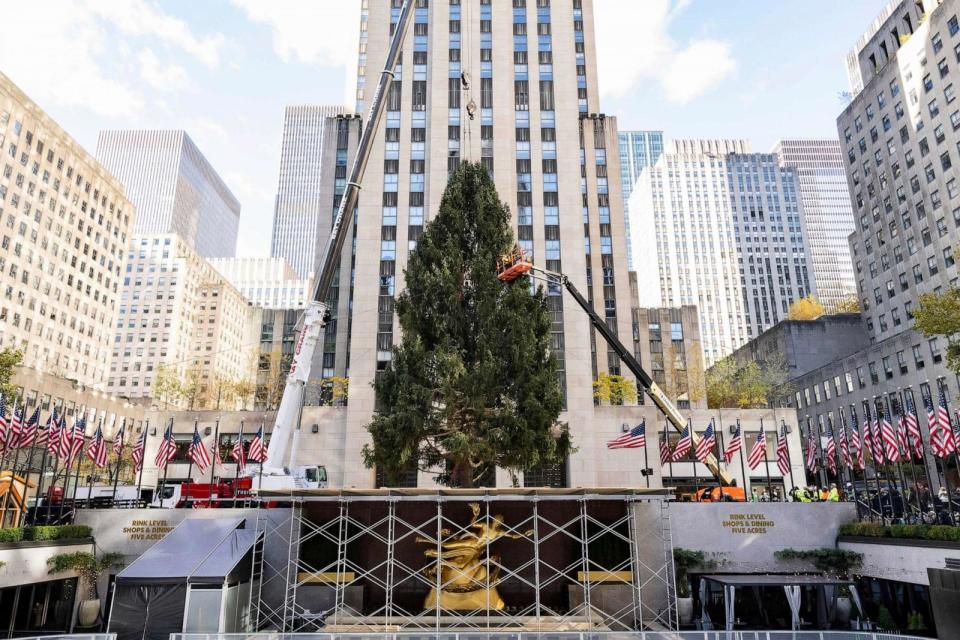 PHOTO: The 2023 Rockefeller Center Christmas Tree, an 80-foot tall, 12-ton Norway Spruce from Vestal, NY, stands before it is decorated in front of 30 Rockefeller Plaza, Nov. 11, 2023, in New York. (Diane Bondareff/AP)