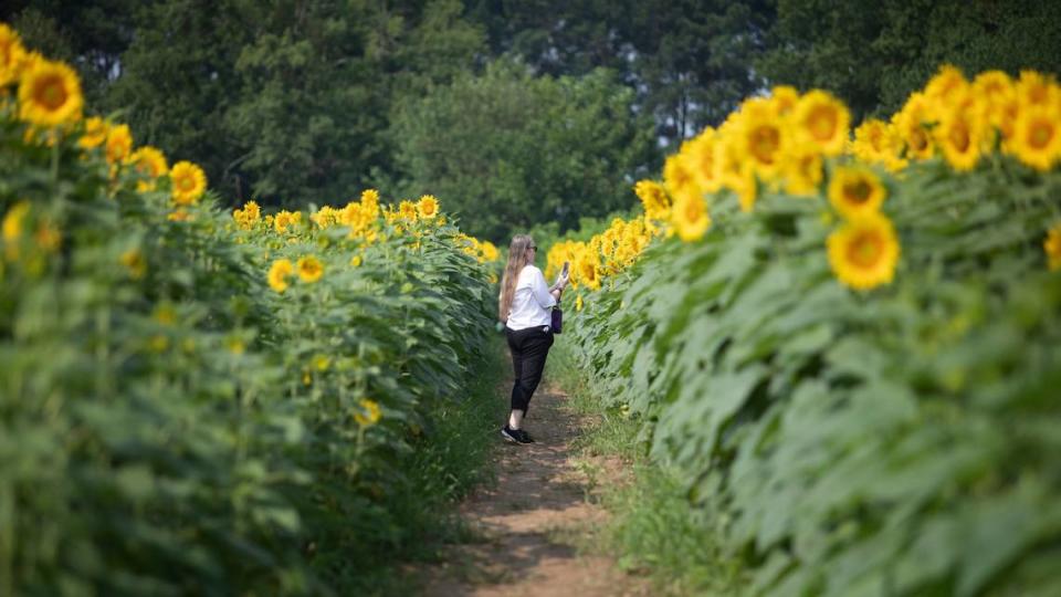 Visitors observe blooming sunflowers at Dorothea Dix Park in Raleigh, N.C., on July 20, 2021.