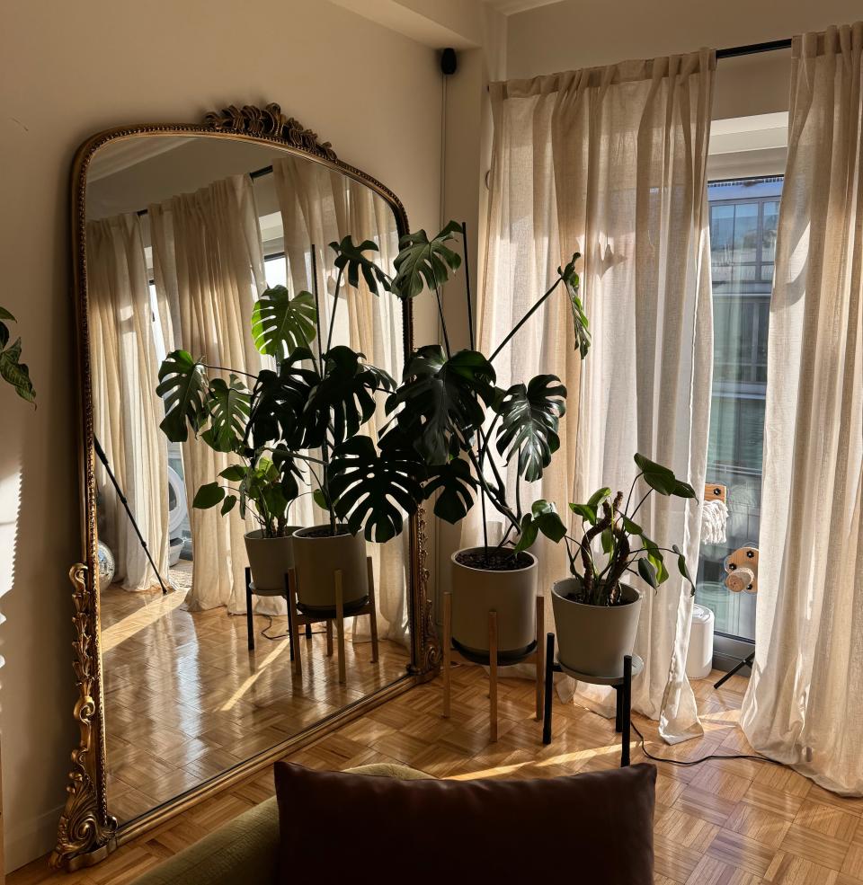 Plants in front of a big standing mirror.