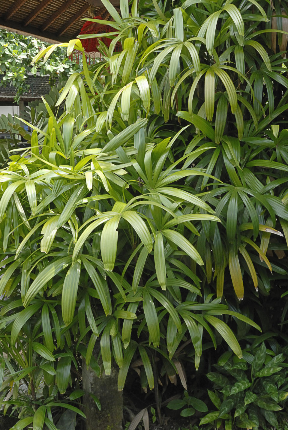 <p>Lady Palm is good for anyone struggling to breathe at night thanks to its capabilities of cleansing the air of toxins including ammonia, xylene, toluene and formaldehyde.<br><i>[Photo: Getty]</i> </p>