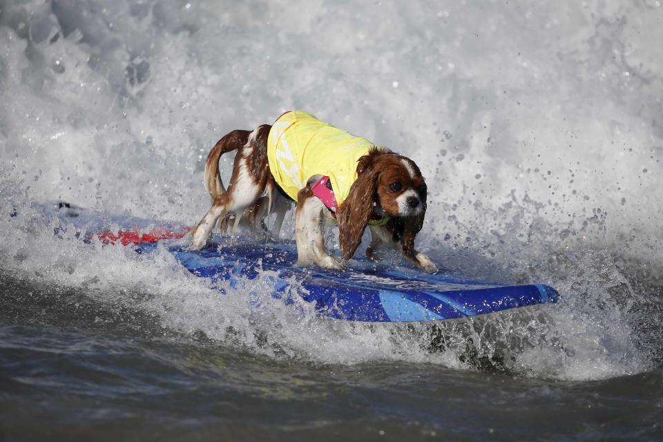 A dog surfs during the Surf City Surf Dog Contest in Huntington Beach