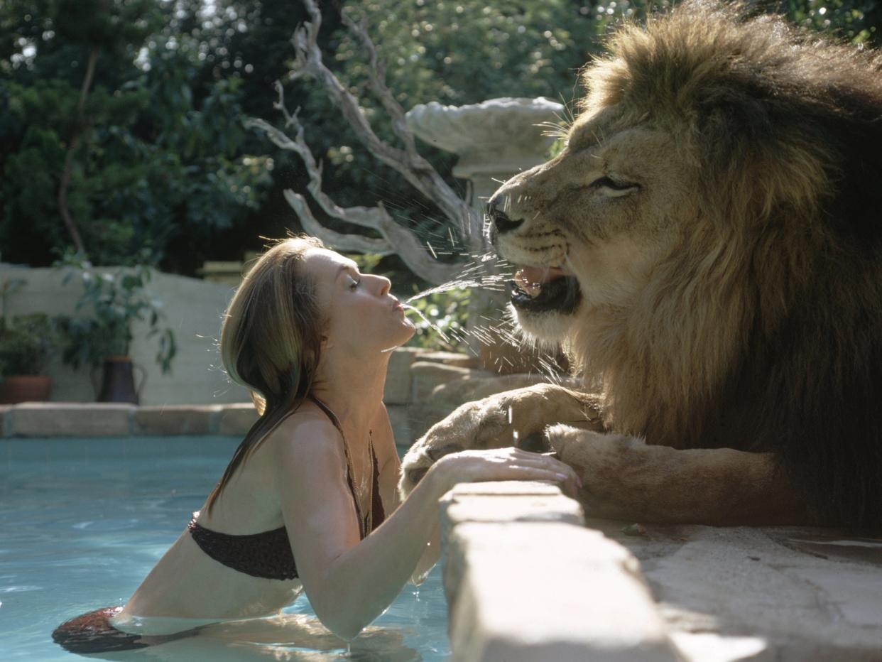 American actress and animal activist Tippi Hedren, in a swimming pool, playfully spits water at her pet lion Neil, who sits on the pool's deck, Sherman Oaks, California, May 1971: Getty