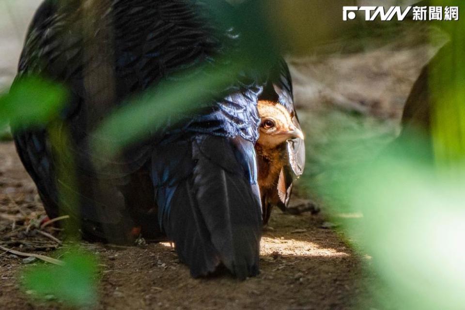 越南鷴（圖／動物園提供）