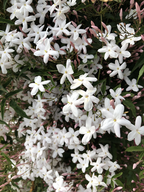 Pink Jasmine flowers make a splash covering a vine 6 feet tall.