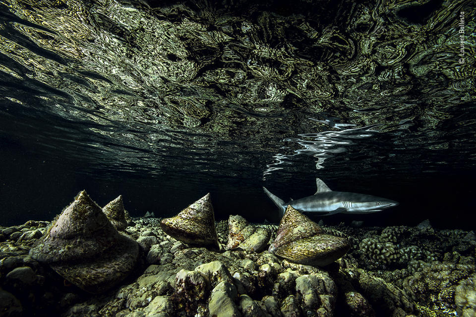 As darkness falls on the remote coral Fakarava Atoll, in French Polynesia, the molluscs begin to move.