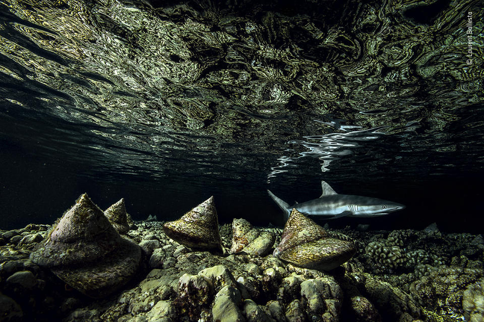 The night shift by Laurent Ballesta, France - Highly Commended 2020, Under Water