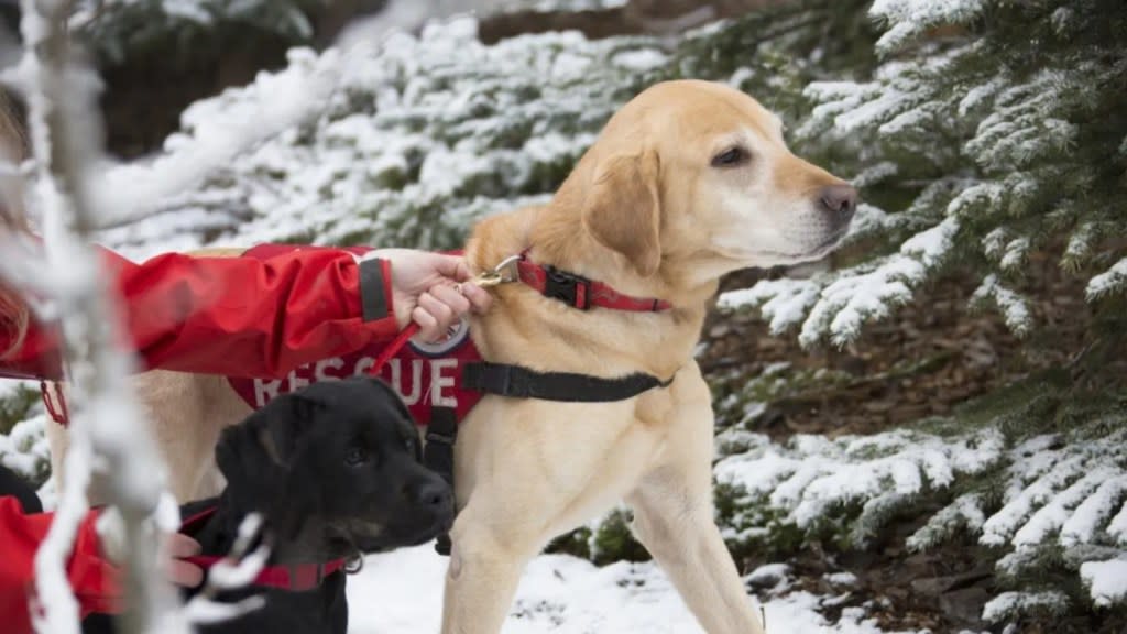 Colorado Dogs Complete Avalanche Search and Rescue Training