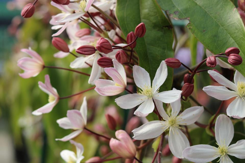 full frame image of clematis armandii