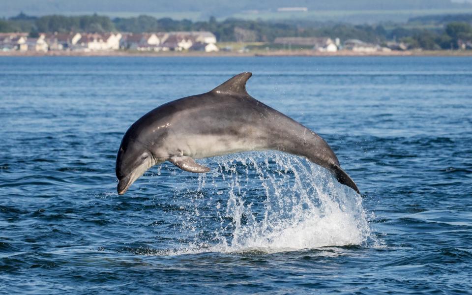 A bottlenose dolphin swims on a sunny day in the Moray Basin, Scotland