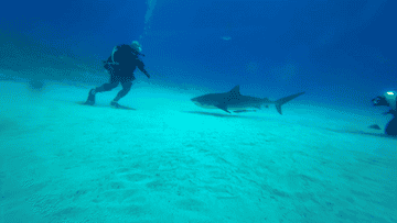 A scuba diver encounters a large shark underwater; another diver with a camera is in the frame