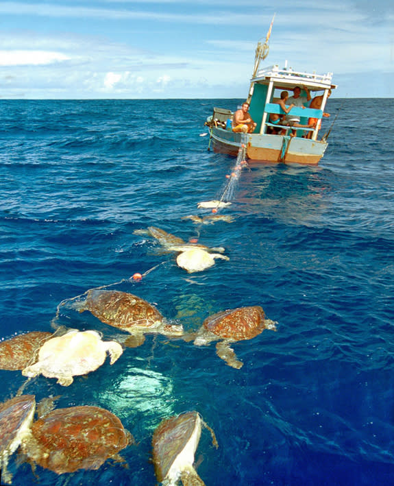 Dead turtles are an all-too-common find in fishing nets.