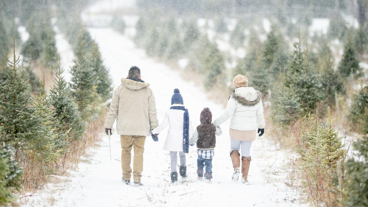 a cute little family walks through a snowy christmas tree farm they are all holding hands and are dressed warmly