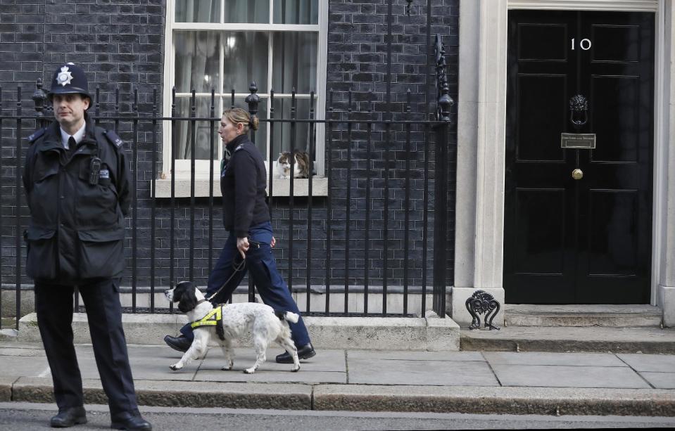 Larry the Downing Street cat watches as a police sniffer dog patrols the street, ahead of a visit by Prime Minister Benjamin Netanyahu of Israel with Britain's Prime Minister Theresa May at Downing Street in London, Monday, Feb. 6, 2017. (AP Photo/Kirsty Wigglesworth)