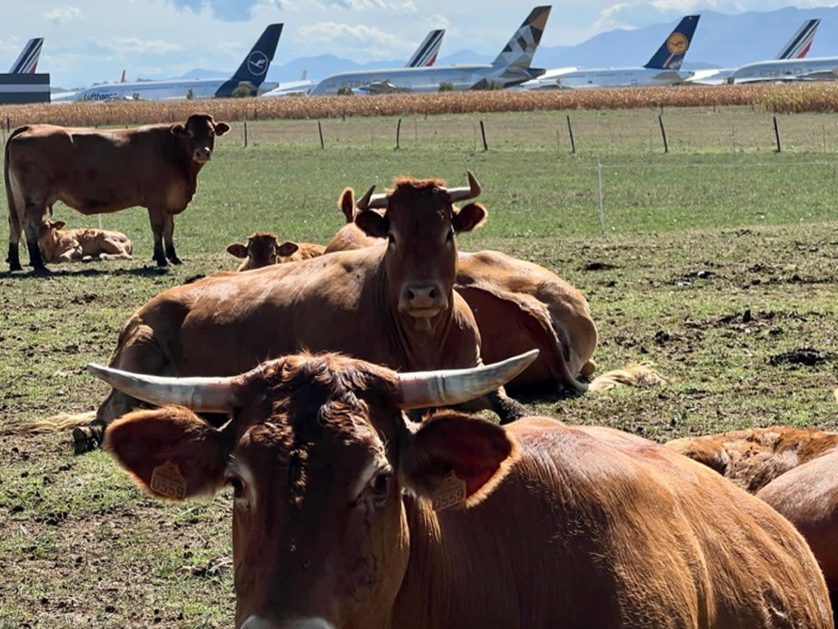 Billion-dollar meadow: cattle in the field adjacent to Tarbes Lourdes Pyrenees (Simon Calder)