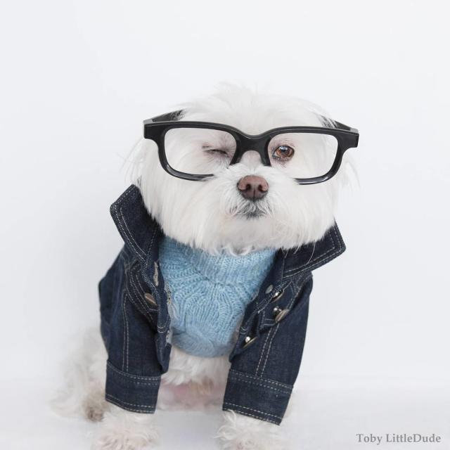 Fashion Brands You Didn't Know Made Dog Clothes