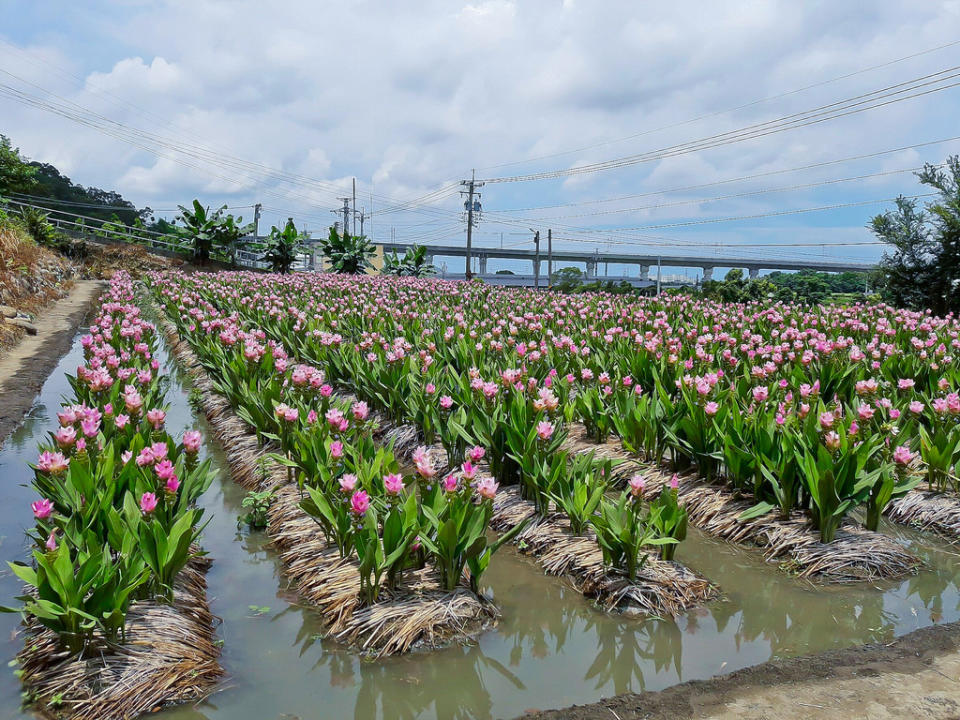 薑荷花_170628_0018