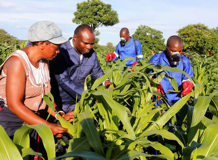 Small scale farmer Mutale Sikaona and agricultural officials examine maize plants affected by armyworms in Keembe district, Zambia, January 6, 2017. REUTERS/Jean Mandela