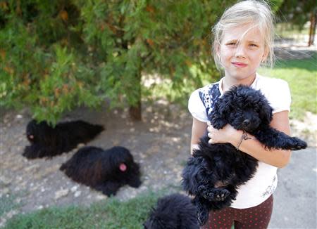 Kennel owner Ferenc Antal's daughter plays with one of their Pulis, a traditional Hungarian shepherd dog, in Kisujszallas, 150 km east of Budapest, August 17, 2013. REUTERS/Laszlo Balogh