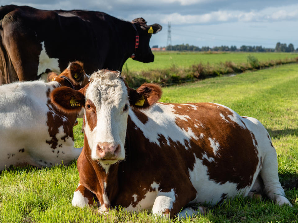 Project Calf has criticised the way dairy farms operate (Picture: PA)