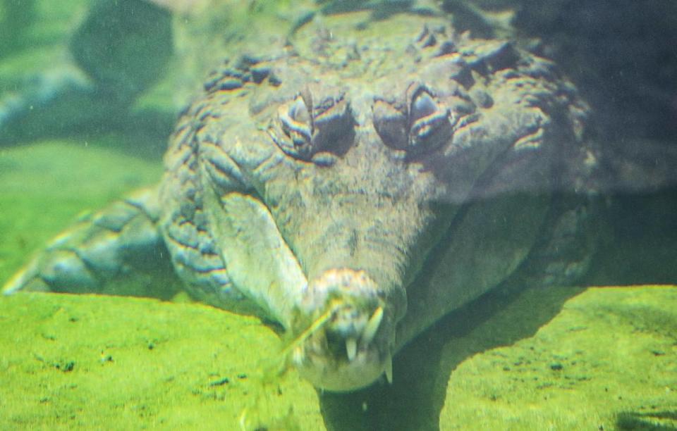 A sunda gharial settles in the watery depths of its exhibit as visitors get a close look through the glass wall of the enclosure inside the new Kingdoms of Asia section of the Fresno Chaffee Zoo that opened to the public on Saturday, June 3, 2023. CRAIG KOHLRUSS/ckohlruss@fresnobee.com