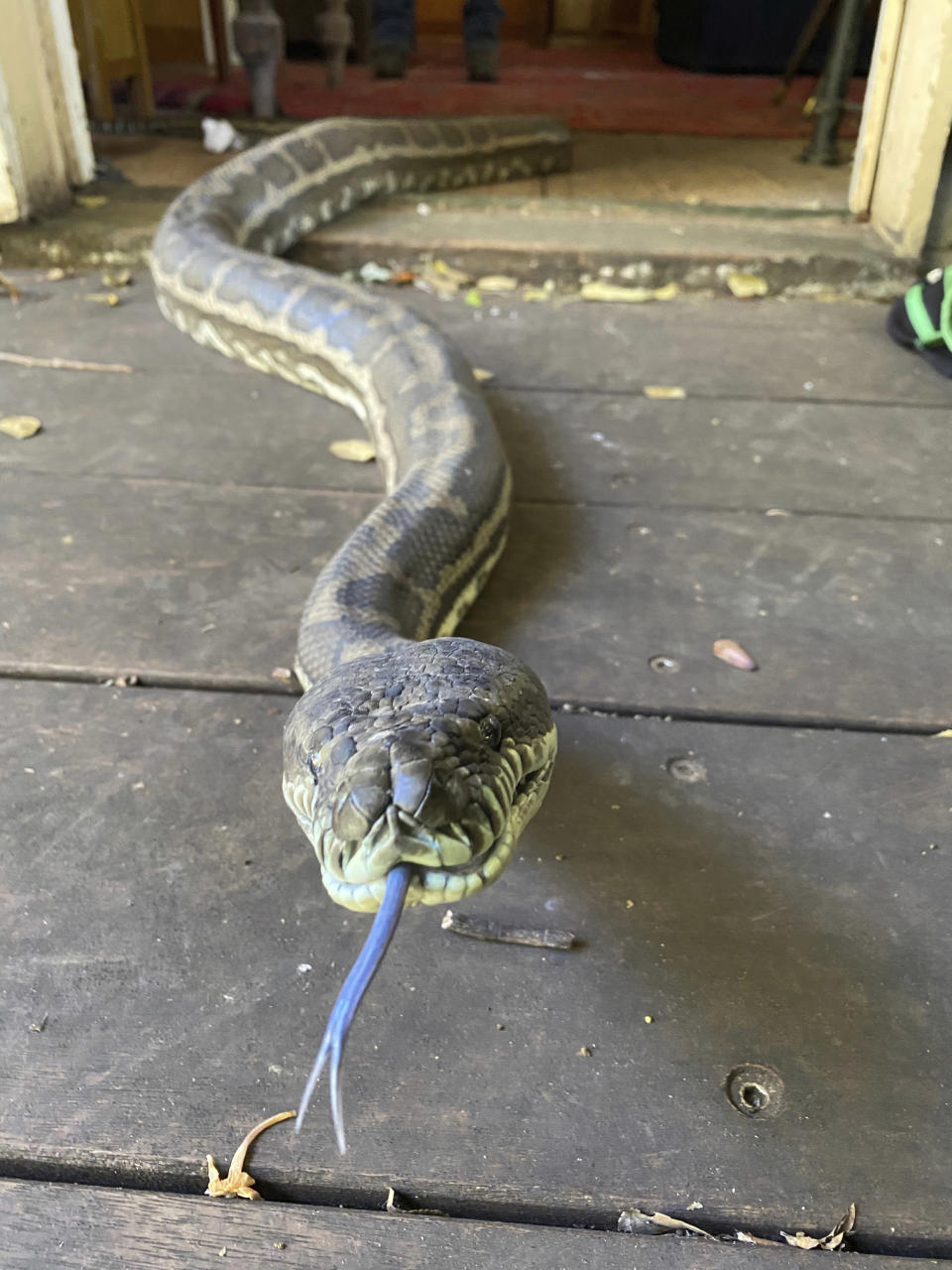 In this photo provided by Steven Brown, a snake slithers out the door of a home at Laceys Creek, Australia, Monday, Aug. 31, 2020. David Tait returned home and was surprised to discover that his kitchen ceiling had collapsed under the weight of two large pythons apparently fighting over a mate. (Steven Brown/Brisbane North Snake Catchers and Relocation via AP)