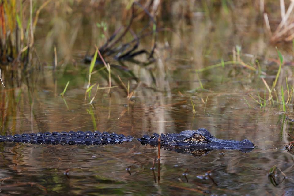 A juvenile American alligator in the Okefenokee National Wildlife Refuge near Folkston, Ga. [Corey Perrine/Florida Times-Union]