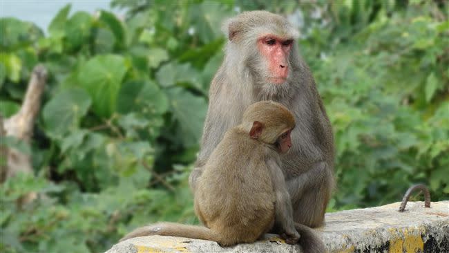 中山大學時常傳出猴子侵入學生宿舍、搶食物的案例。（示意圖／翻攝自Pixabay）