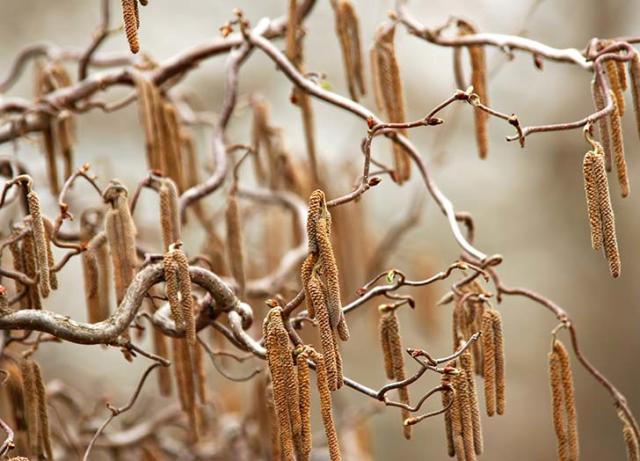 19 Best Winter Plants to Add Color to Your Garden - PureWow