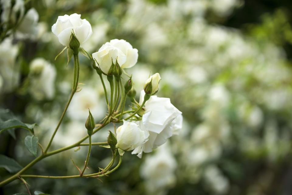 best white flowers roses