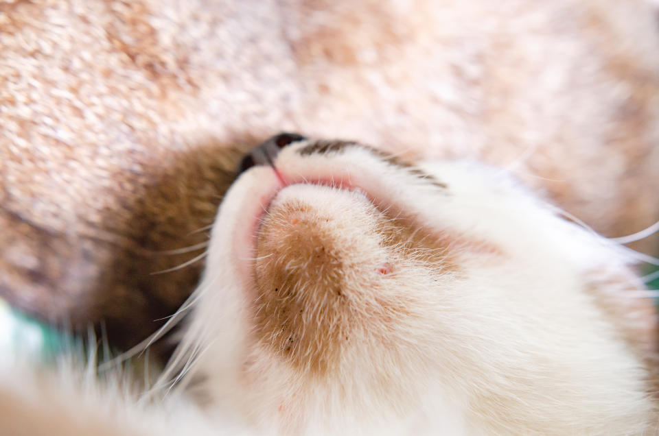 Plusieurs facteurs peuvent contribuer à l'apparition de l'acné chez le chat (Getty Images)