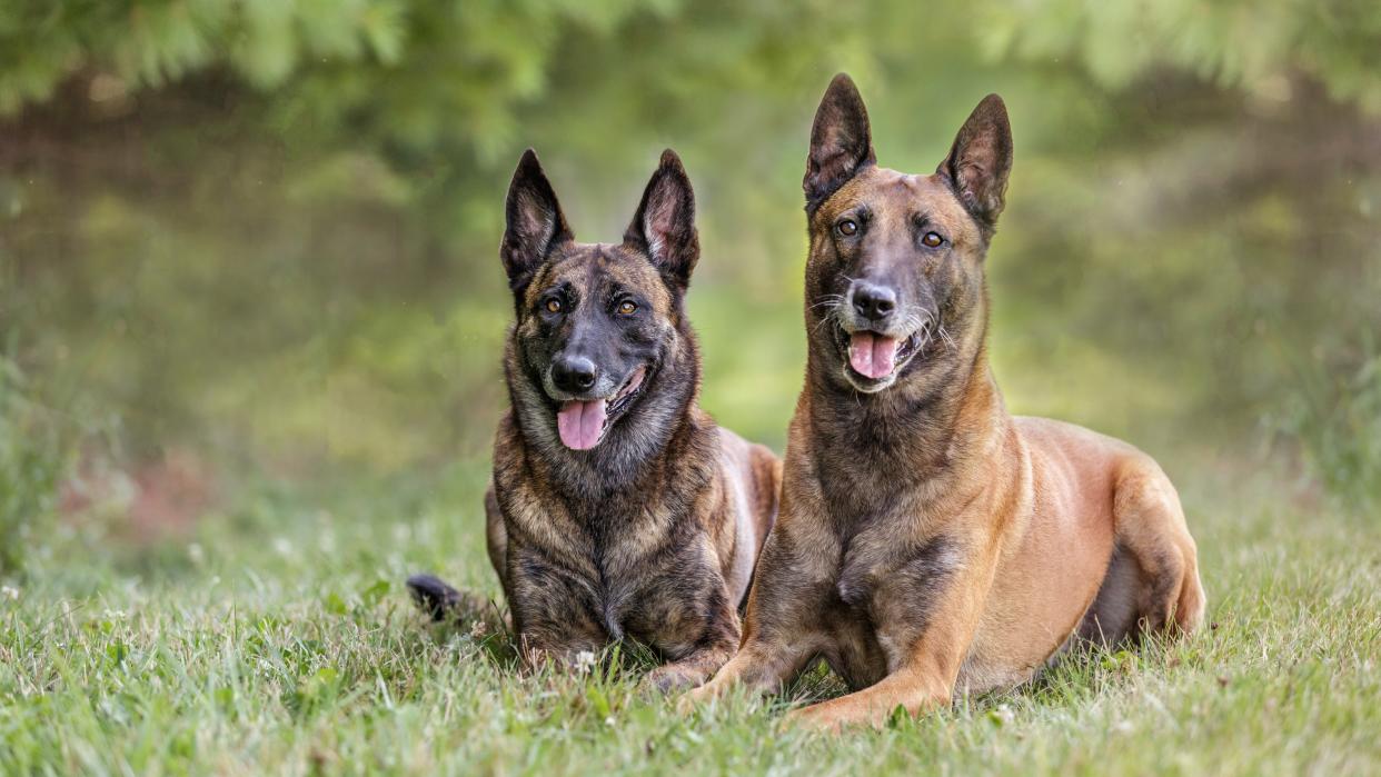 Dutch shepherd dog and Belgian malinois