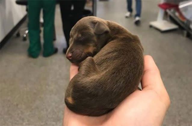 Uno de los 18 cachorros duerme profundamente en la mano del veterinario. Fuente: Clínica Veterinaria West Coast/Facebook.